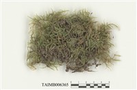 藏品(美喙苔屬)的圖片